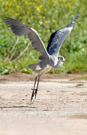 英國孤兒蒼鷺跟人類爸爸學會飛翔(組圖)