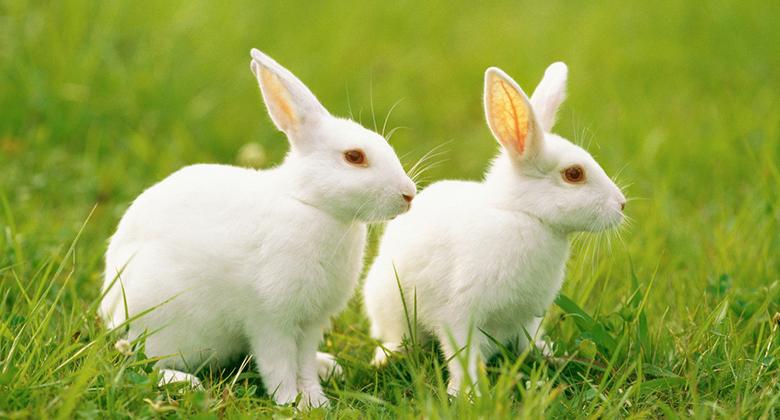 武拉平：2016-2025年中國兔產(chǎn)業(yè)發(fā)展規(guī)劃（上）