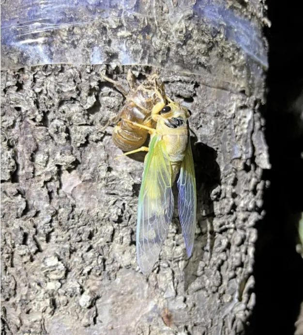 來濟南，“夏”鄉(xiāng)避暑